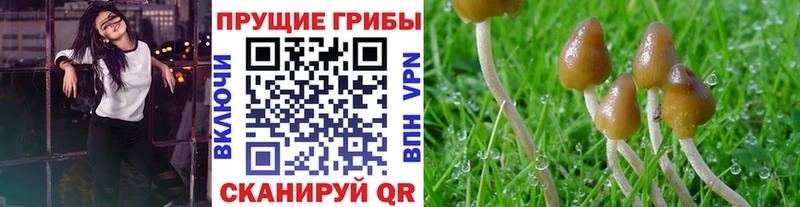 Галлюциногенные грибы Psilocybe  купить   kraken онион  Меленки 